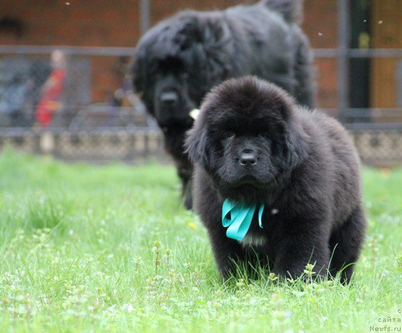 Фото: ньюфаундленд Ih Visochestvo Gloria Airis (Их Высочество Глория Айрис), ньюфаундленд N'yufort SHedevr Mastera (Ньюфорт Шедевр Мастера)