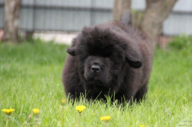 Фото: ньюфаундленд N'yufort SHedevr Mastera (Ньюфорт Шедевр Мастера)
