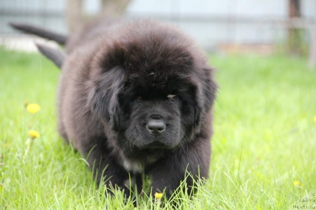 Фото: ньюфаундленд N'yufort SHedevr Mastera (Ньюфорт Шедевр Мастера)