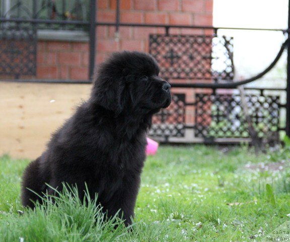 Фото: ньюфаундленд N'yufort SHelkovyiy Briz (Ньюфорт Шелковый Бриз)