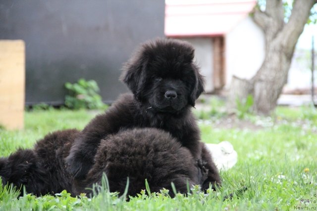 Фото: ньюфаундленд N'yufort SHelkovyiy Briz (Ньюфорт Шелковый Бриз)