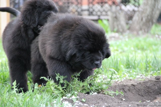Фото: ньюфаундленд N'yufort SHelkovyiy Briz (Ньюфорт Шелковый Бриз), ньюфаундленд N'yufort SHedevr Mastera (Ньюфорт Шедевр Мастера)