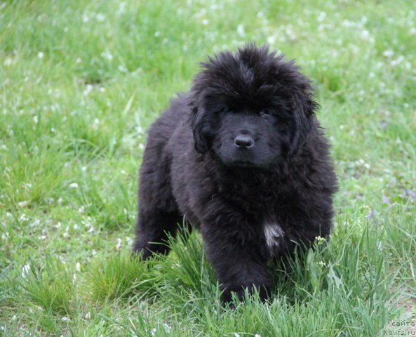 Фото: ньюфаундленд N'yufort SHarlotta Nayt Vi (Ньюфорт Шарлотта Найт Ви)