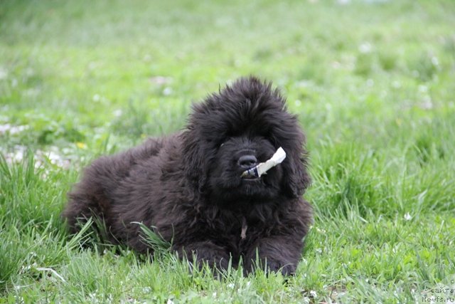 Фото: ньюфаундленд N'yufort SHampan' dlya Zlato Volmari (Ньюфорт Шампань для Злато Волмари)