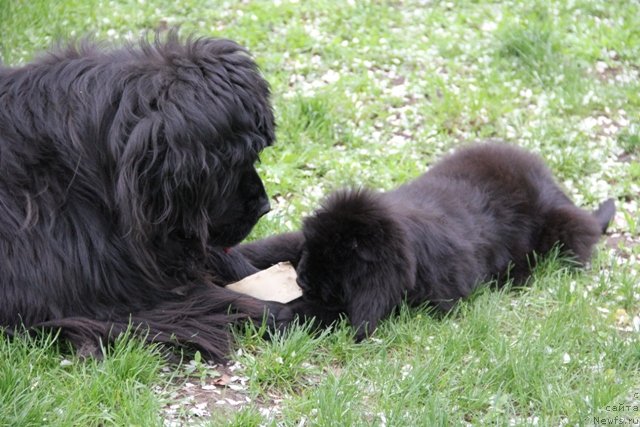 Фото: ньюфаундленд Ih Visochestvo Gloria Airis (Их Высочество Глория Айрис)