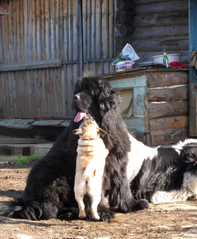 Фото: ньюфаундленд Ih Vyisochestvo Vladlena Madjiks (Их Высочество Владлена Маджикс), ньюфаундленд Super Bizon Ekaterinburg (Супер Бизон Екатеринбург)