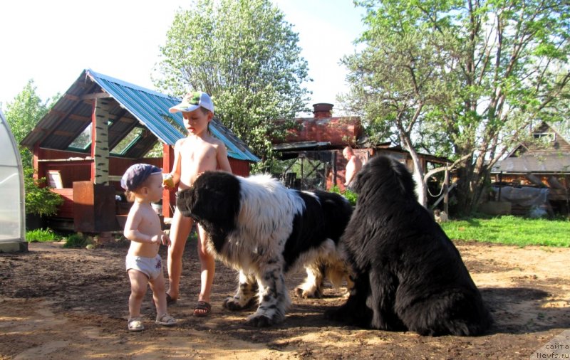 Фото: ньюфаундленд Ih Vyisochestvo Vladlena Madjiks (Их Высочество Владлена Маджикс), ньюфаундленд Super Bizon Ekaterinburg (Супер Бизон Екатеринбург), Ромашка и Славяшка