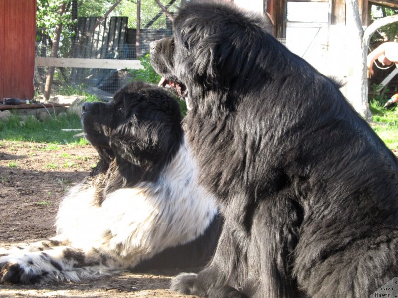 Фото: Irina Nistratova (Ирина Нистратова), ньюфаундленд Super Bizon Ekaterinburg (Супер Бизон Екатеринбург)