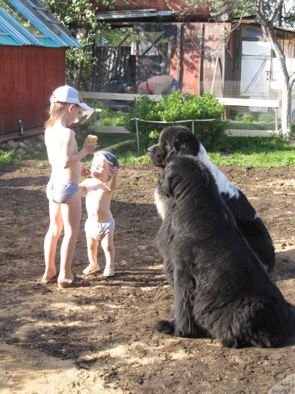 Фото: ньюфаундленд Ih Vyisochestvo Vladlena Madjiks (Их Высочество Владлена Маджикс), ньюфаундленд Super Bizon Ekaterinburg (Супер Бизон Екатеринбург)