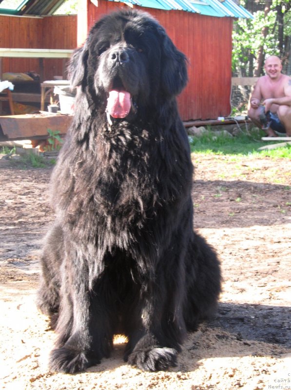 Фото: ньюфаундленд Ih Vyisochestvo Vladlena Madjiks (Их Высочество Владлена Маджикс)