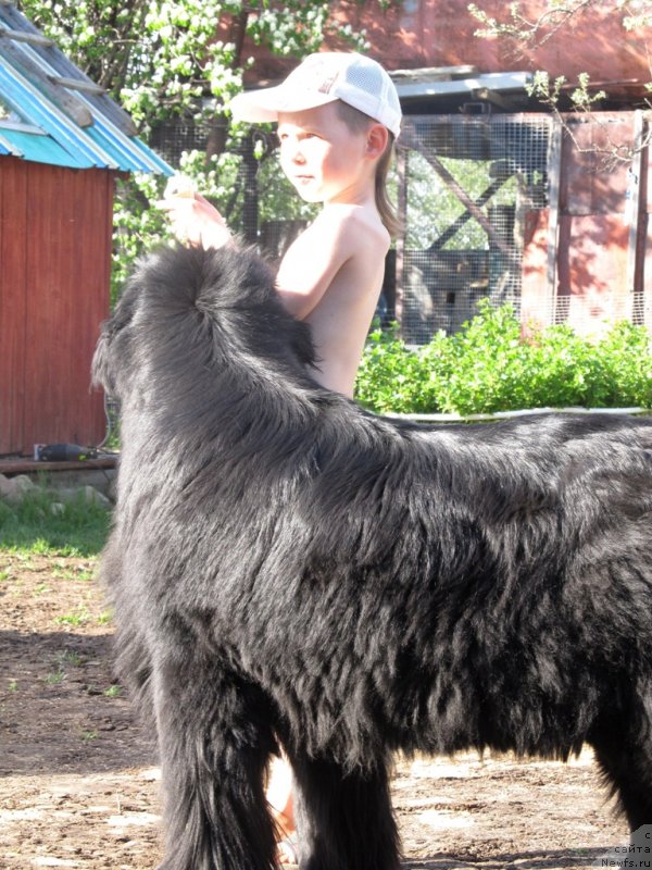 Фото: ньюфаундленд Ih Vyisochestvo Vladlena Madjiks (Их Высочество Владлена Маджикс)