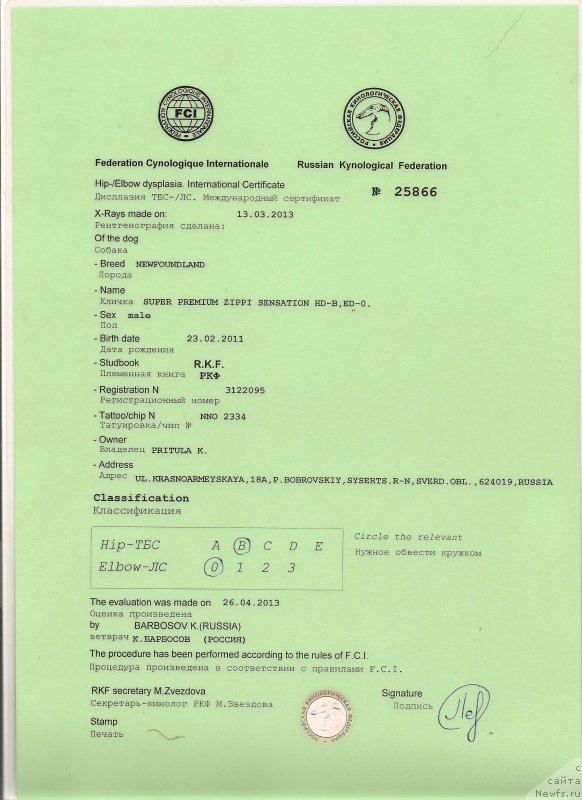 Фото: ньюфаундленд Super Premium Zippi Senseyshen (Супер Премиум Зиппи Сенсейшен)