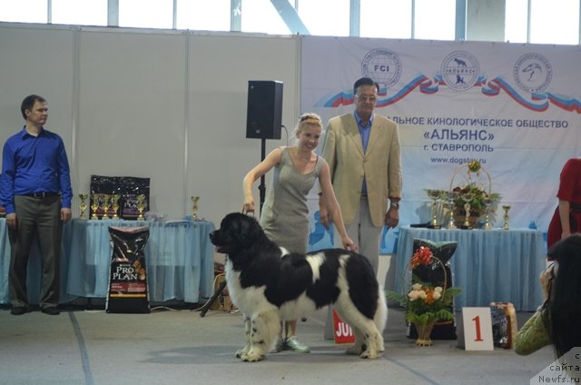 Фото: ньюфаундленд CHernyiy SHarm Vankuver (Черный Шарм Ванкувер)