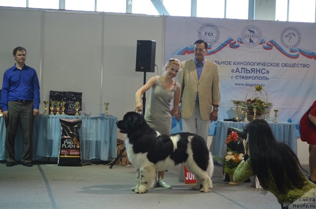 Фото: ньюфаундленд CHernyiy SHarm Vankuver (Черный Шарм Ванкувер)