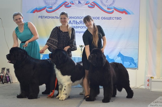 Фото: ньюфаундленд Vom Waterfall Land Ay Todor (Вом Ватерфалл Лэнд Ай Тодор), ньюфаундленд CHernyiy SHarm Vankuver (Черный Шарм Ванкувер), Elena Gorbunova (Елена Горбунова), Aleksandra Budchenko (Александра Будченко), Valeriya Brajnikova (Валерия Бражникова)