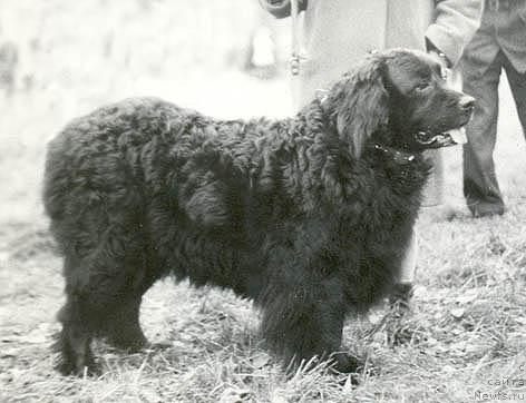 Фото: ньюфаундленд Jerri (Жерри)