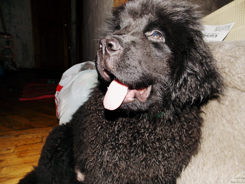 Фотография № 126249