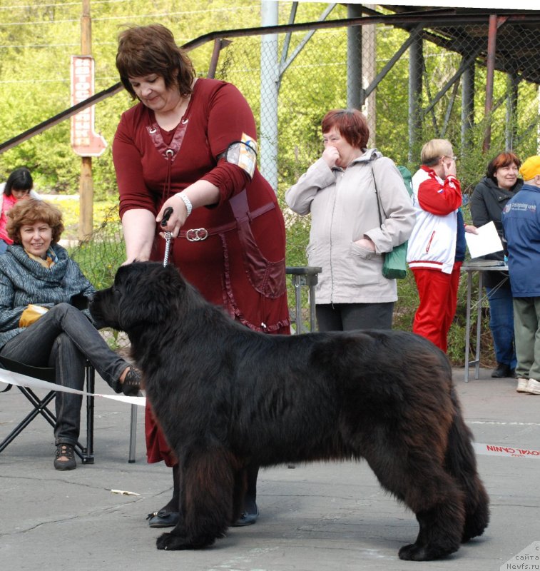 Фото: ньюфаундленд Yutlandia ot Sibirskogo Medvedja (Ютландия от Сибирского Медведя), Valeriya Rakuta (Валерия Ракута)