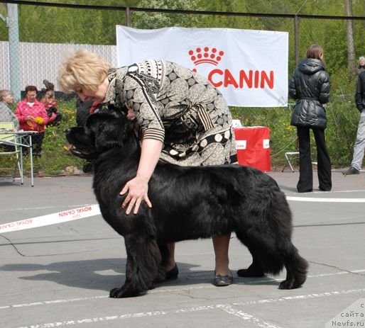 Фото: ньюфаундленд YElberet Zvezdnaya ot Sibirskogo Medvedya (Элберет Звездная от Сибирского Медведя), Natal'ya SHevchenko (Наталья Шевченко)