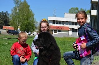 Фото: ньюфаундленд CHeyz Kaden Kleve Led (Чейз Каден Клеве Лед)