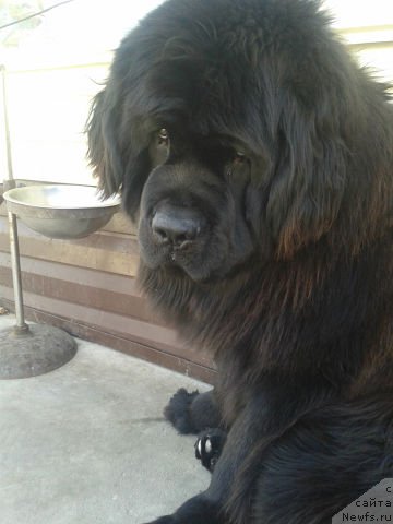 Фото: ньюфаундленд Kumir Sibiri ot Marleon Dusvik (Кумир Сибири от Марлеон Дусвик)