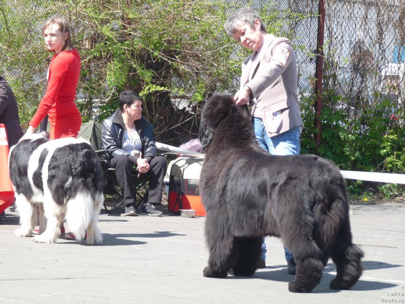 Фото: ньюфаундленд Okeanskaya Volna iz Tihogo Omuta (Океанская Волна из Тихого Омута), Ekaterina Milyohina (Екатерина Милёхина), ньюфаундленд S'Nezhnaya Vjuga Avignonesi Capannelle (С'Нежная Вьюга Авиньонези Капаннеле), Elena Kropotova (Елена Кропотова)