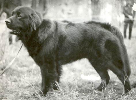 Фото: ньюфаундленд Kado (Кадо)