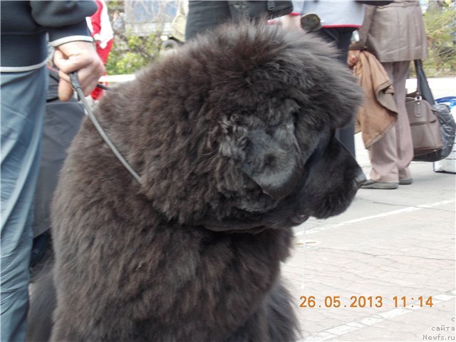 Фото: ньюфаундленд S'Nezhnaya Vjuga Avignonesi Capannelle (С'Нежная Вьюга Авиньонези Капаннеле)