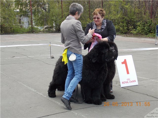Фото: ньюфаундленд S'Nezhnaya Vjuga Alyaniko del Vulture (С'Нежная Вьюга Альянико Дель Вультуре), ньюфаундленд S'Nezhnaya Vjuga Avignonesi Capannelle (С'Нежная Вьюга Авиньонези Капаннеле), Elena Kropotova (Елена Кропотова)