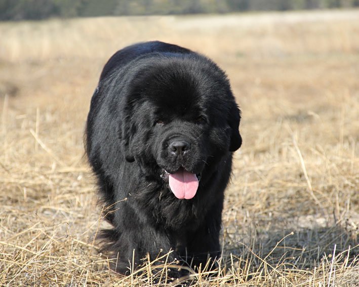 Фото: ньюфаундленд Vinces iz Medvejyego Yara Dlja Berega Dona (Винчес из Медвежьего Яра для Берега Дона)