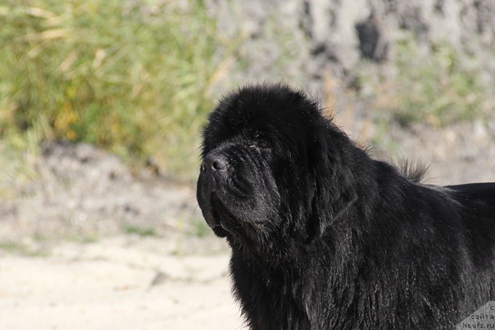 Фото: ньюфаундленд Vinces iz Medvejyego Yara Dlja Berega Dona (Винчес из Медвежьего Яра для Берега Дона)