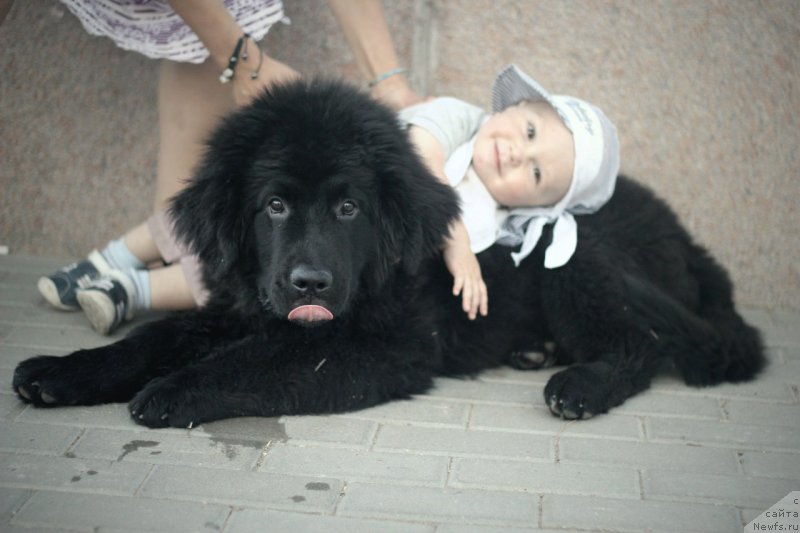 Фото: ньюфаундленд Spart Great Bavariya Bell (Спарт Грейт Бавария Бель)