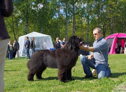 Фото: ньюфаундленд Take It Slowly Braveheart