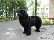 Фото: ньюфаундленд Porsche Cayene (Порш Кайен)