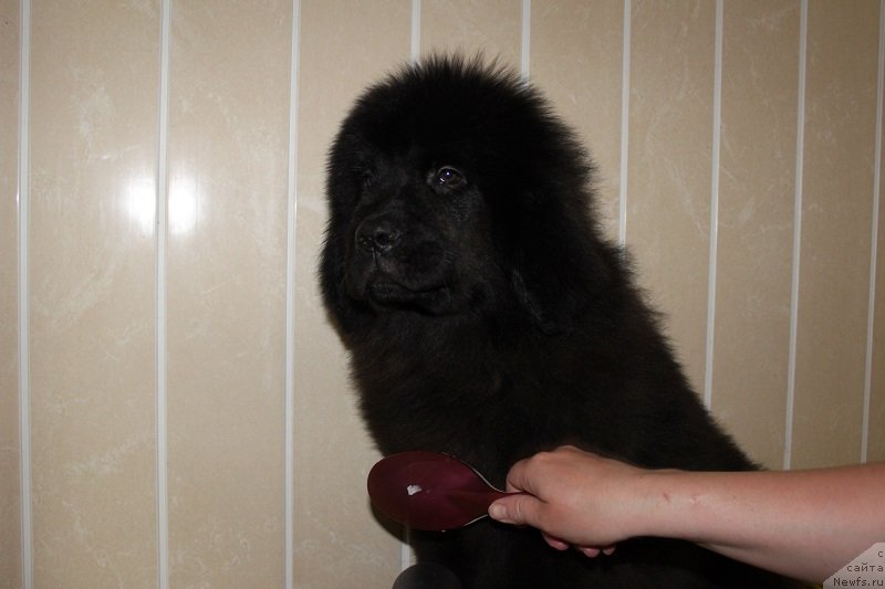 Фото: ньюфаундленд Lemyuyel' Derien (Лемюэль Дериен)