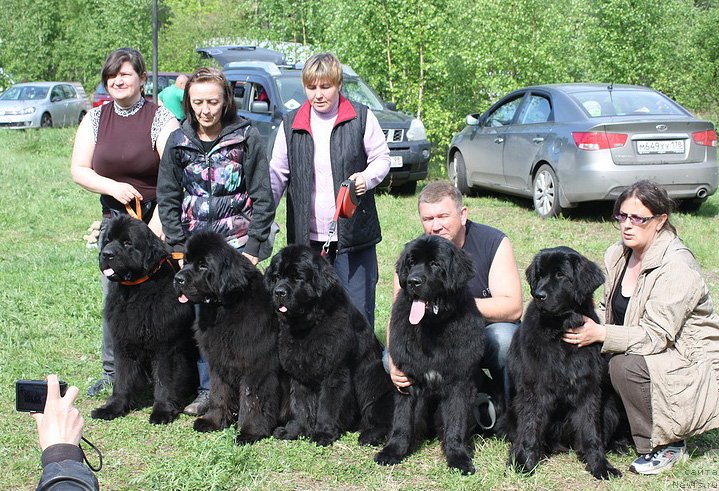 Фото: ньюфаундленд Beguschaya po Volnam Deal Me In (Бегущая по Волнам Деал Ме Ин), ньюфаундленд Beguschaya po Volnam Dancing Queen (Бегущая по Волнам Дансинг Квин), ньюфаундленд Beguschaya po Volnam Zephirine Drouhin (Бегущая по Волнам Зефирин Друэн), ньюфаундленд Beguschaya po Volnam Shaman (Бегущая по Волнам Шаман), ньюфаундленд Beguschaya po Volnam Shade Color of Life (Бегущая по Волнам Шадэ Колор оф Лифе)