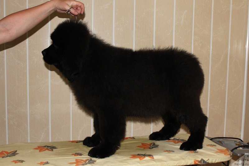 Фото: ньюфаундленд Laskovyiy i Nejnyiy Briz (Ласковый и Нежный Бриз), 3 мес 5 дней