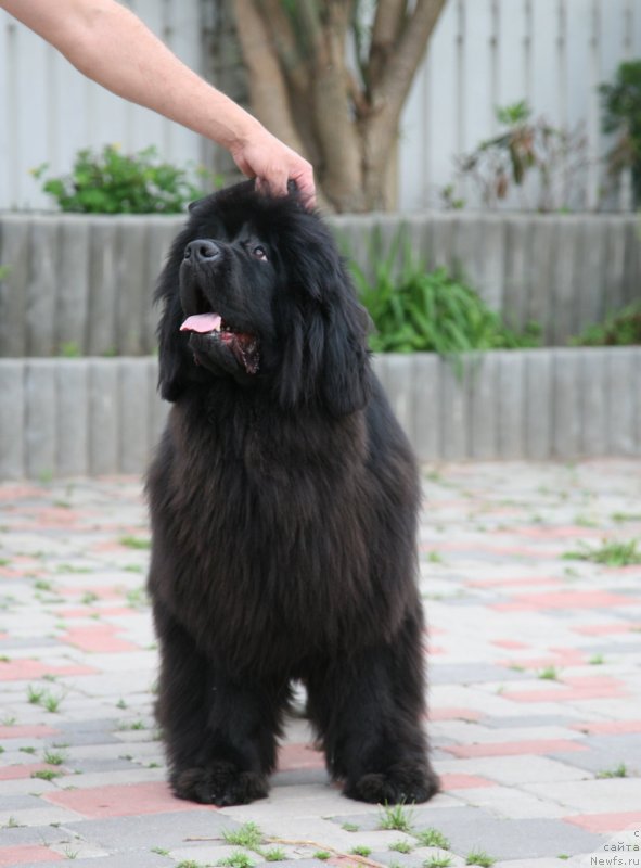 Фото: ньюфаундленд Sent Djons Handsel for Me (Сент Джонс Хендсел фо Ми)