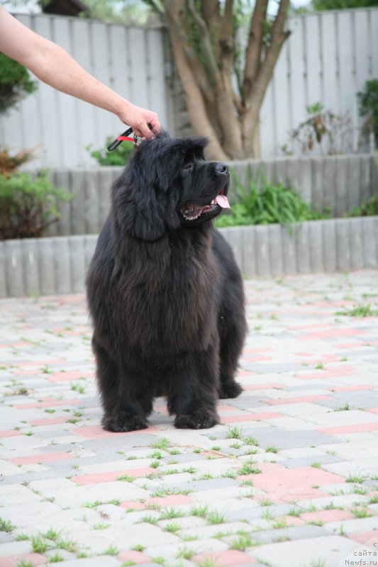 Фото: ньюфаундленд Sent Djons Handsel for Me (Сент Джонс Хендсел фо Ми)