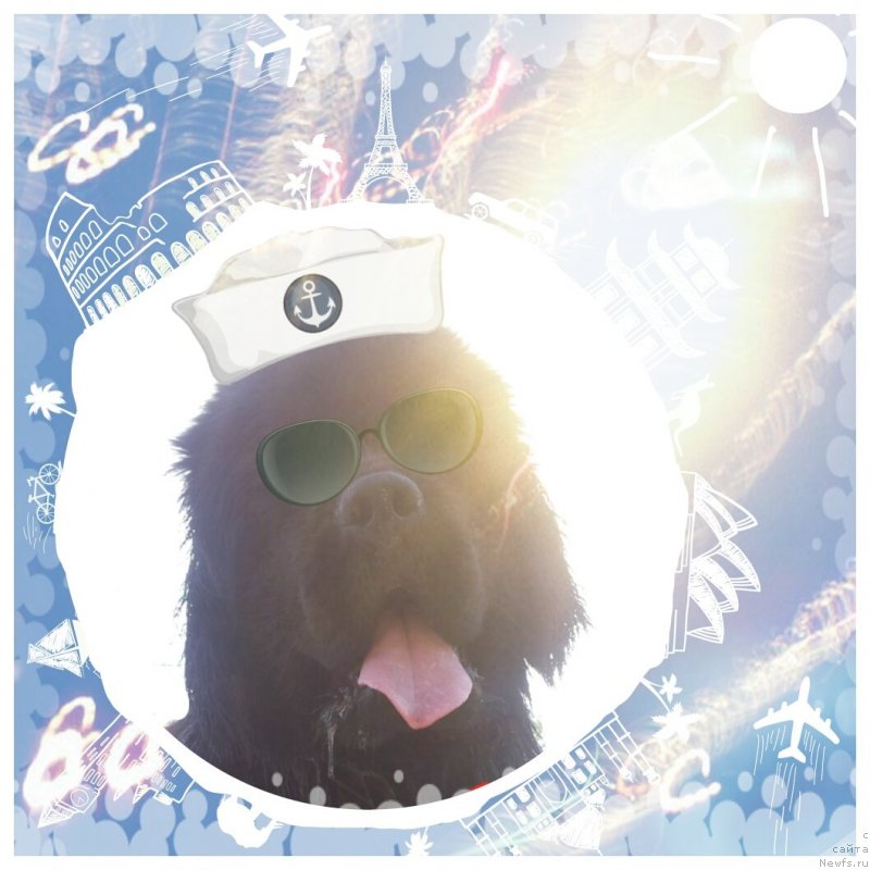 Фото: ньюфаундленд Piternyuf Mont Blanc (Питерньюф Монт Бланк)