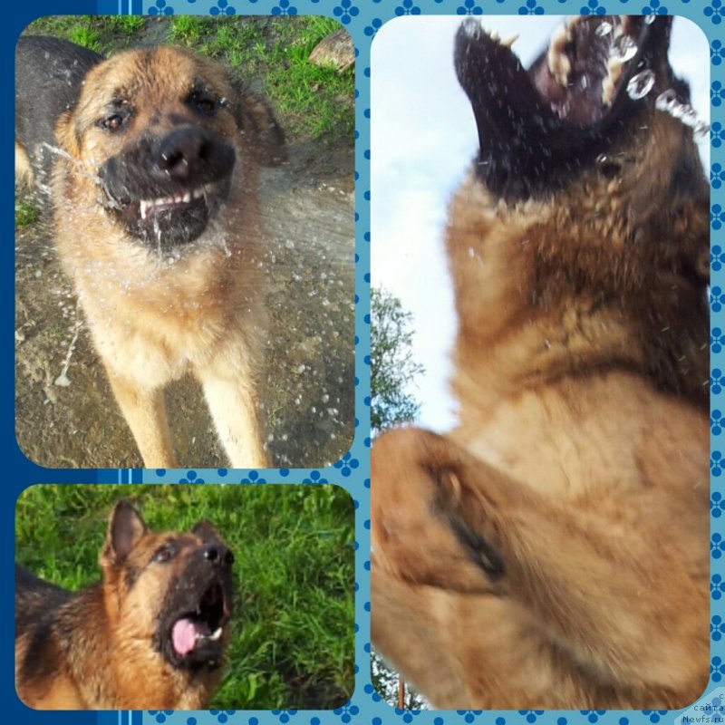 Фото: ньюфаундленд Piternyuf Mont Blanc (Питерньюф Монт Бланк), Кент