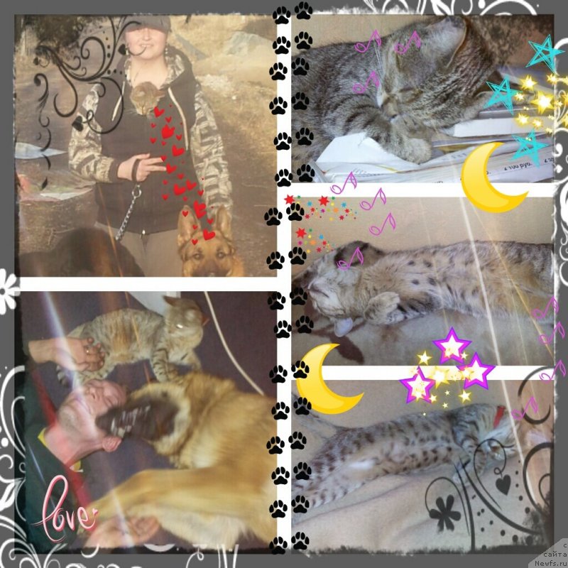 Фото: ньюфаундленд Piternyuf Mont Blanc (Питерньюф Монт Бланк), Кент, Илюха, муж, я