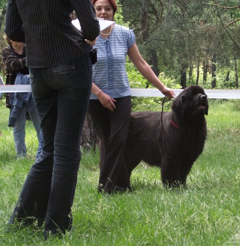 Фото: ньюфаундленд Velyke Malyatko Zmina Stylyu