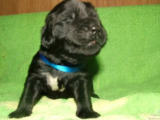 Фото: ньюфаундленд Piternyuf Mont Blanc (Питерньюф Монт Бланк)