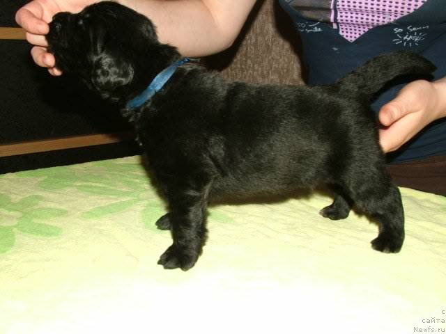 Фото: ньюфаундленд Piternyuf Mont Blanc (Питерньюф Монт Бланк)