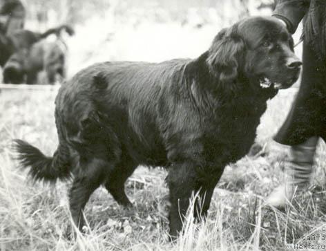 Фото: ньюфаундленд Agata Bey (Агата Бей)