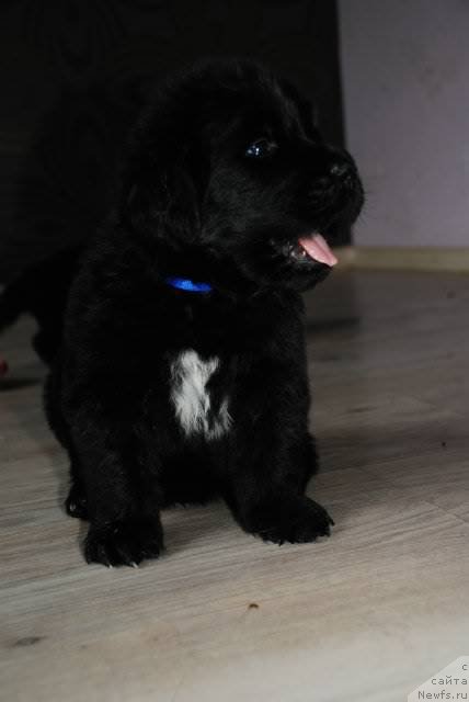 Фото: ньюфаундленд Piternyuf Mont Blanc (Питерньюф Монт Бланк)