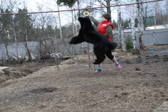 Фото: ньюфаундленд Piternyuf Mont Blanc (Питерньюф Монт Бланк), Irina Vesnina (Ирина Веснина)