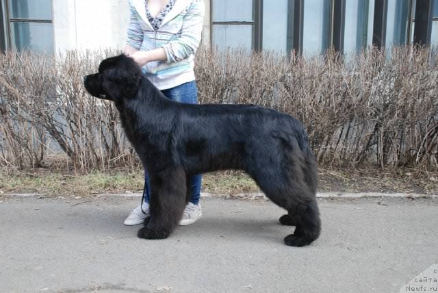 Фото: ньюфаундленд Piternyuf Mont Blanc (Питерньюф Монт Бланк)