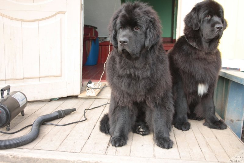 Фото: ньюфаундленд YAvnaya Krasota (Явная Красота), ньюфаундленд Neretum Tribe Xagrid